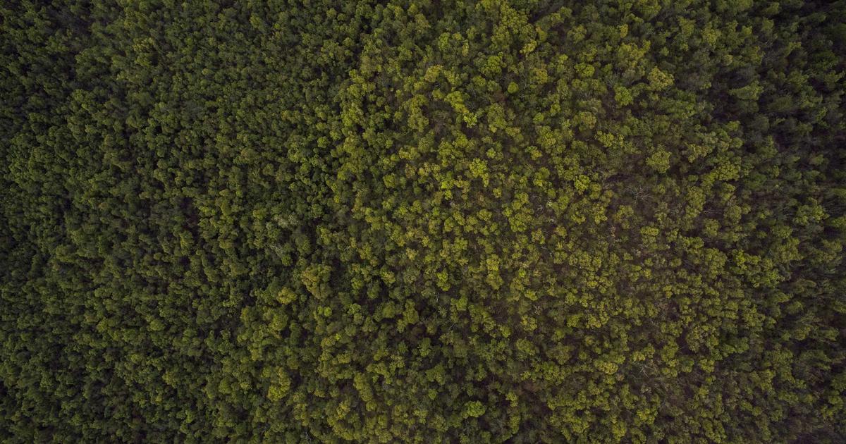 Gardiennage : Comparatief van de Opties Beschikbaar - Adviezen en diensten Gardiennage op Askaide