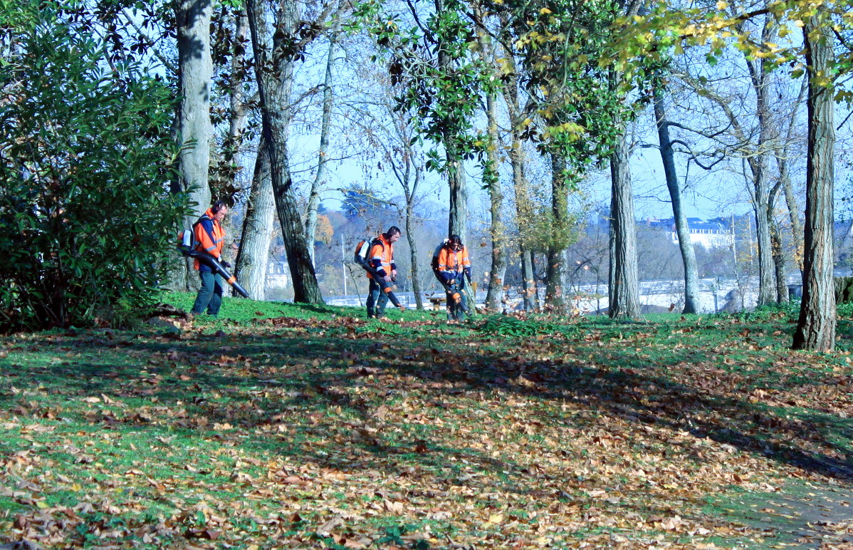 Leaf Collection in Belgium: Regulations and Best Practices - Leaf collection services on Askaide