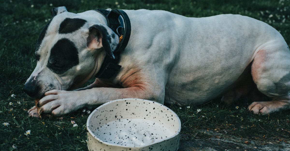 ¿Es necesario un pro o un particular para la guardia de animales en Nabeul? - Guardia de animales | Askaide