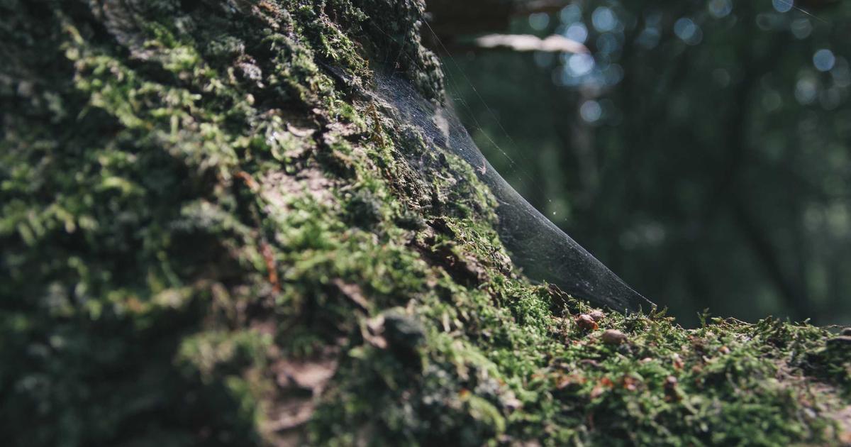 Bien-être à Omdurman - Services entre particuliers | Askaide