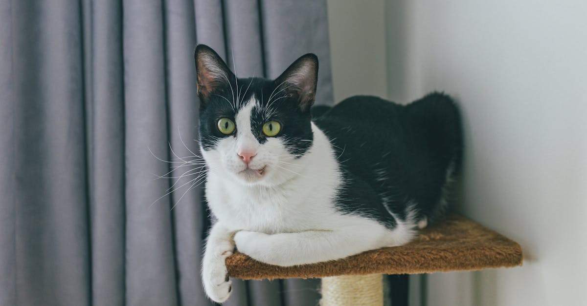 Arbre à chat XXL 180cm — griffoirs en sisal et plateformes