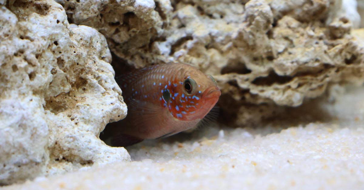 Aquarium complet 120L avec éclairage LED et décorations